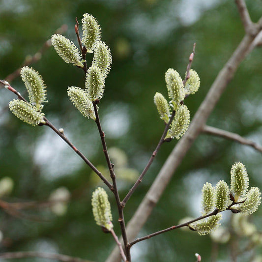 Pussy willow (Salix discolor) Plants