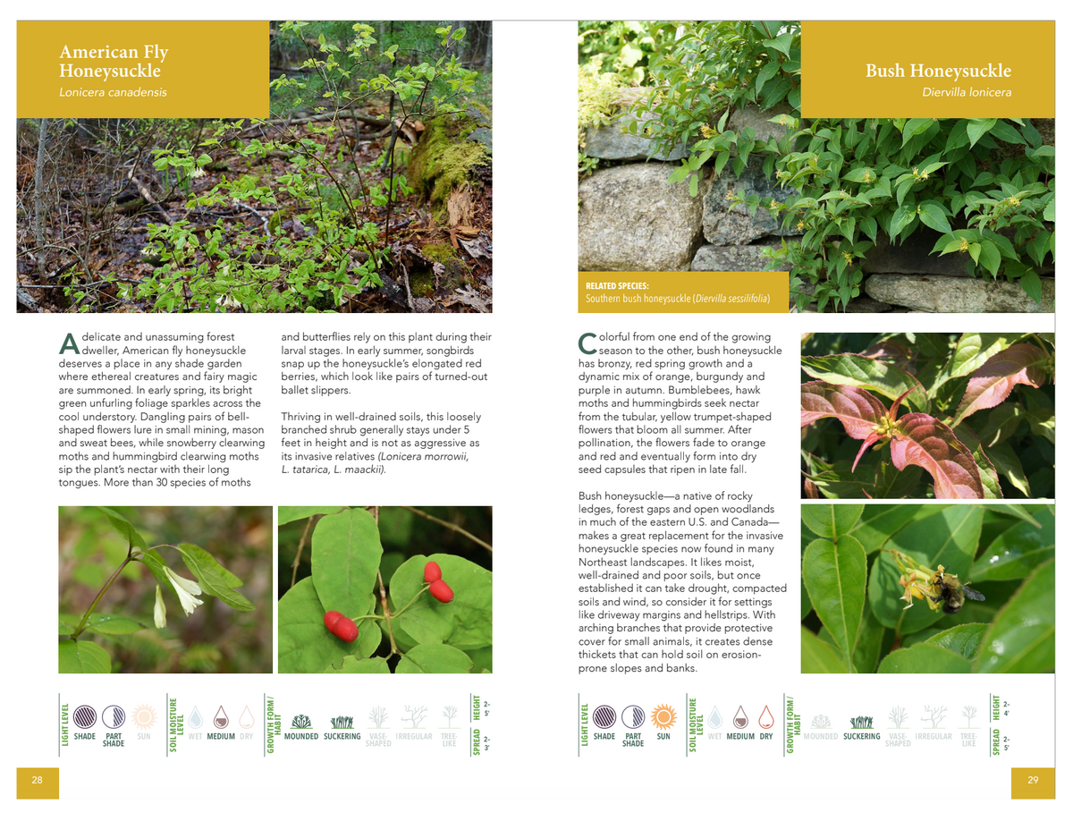 Shrub Guide Native Shrubs for Northeast Landscapes: A Wild Seed Project Guide