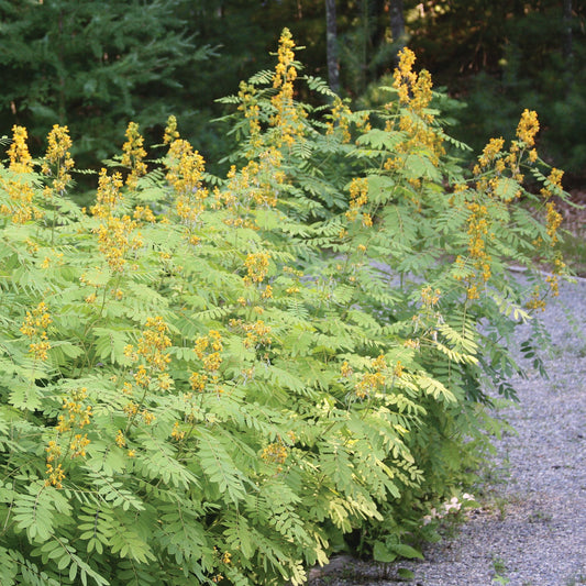 Wild senna (Senna hebecarpa) Plants