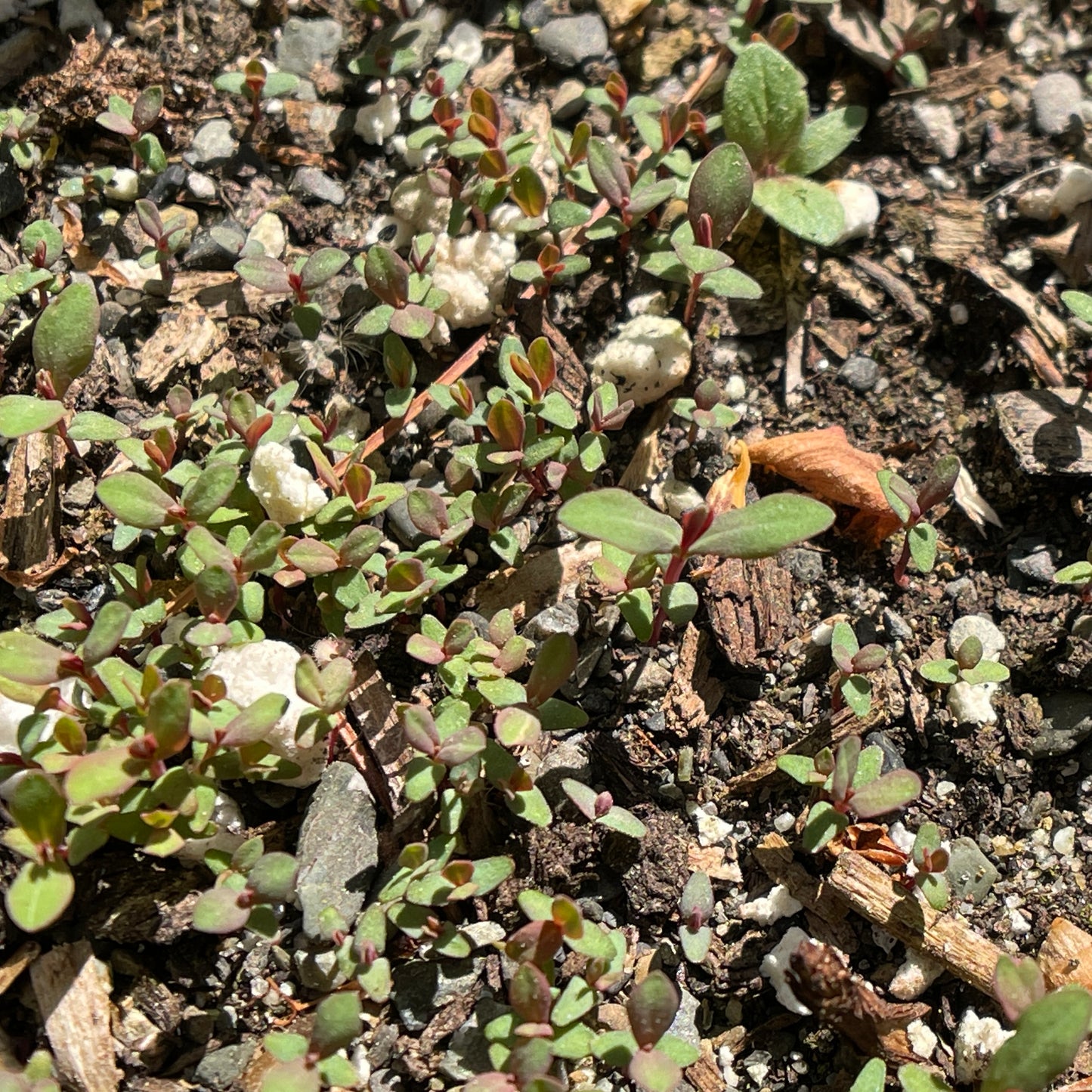 Shrubby St. John’s wort (Hypericum prolificum) Seeds