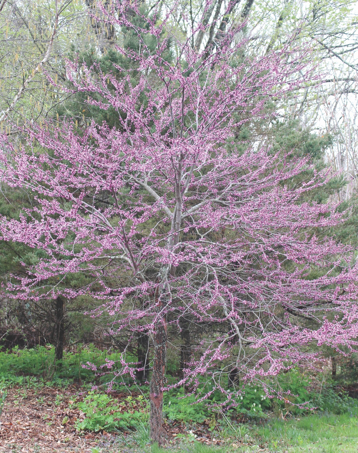 Eastern redbud (Cercis canadensis) Plants