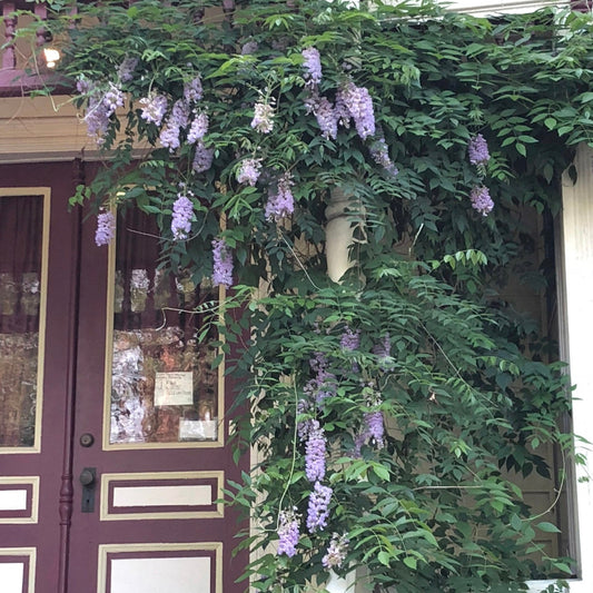 Wisterias - American wisteria (Wisteria frutescens) Plants