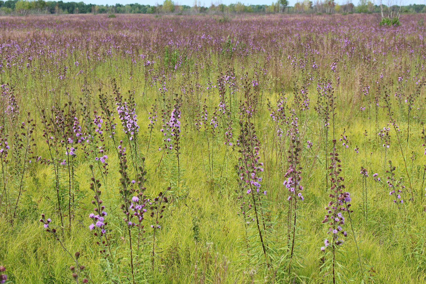 Northern blazing star (Liatris novae-angliae) Plants