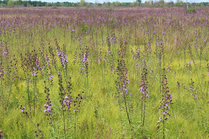 Northern blazing star (Liatris novae-angliae) Plants