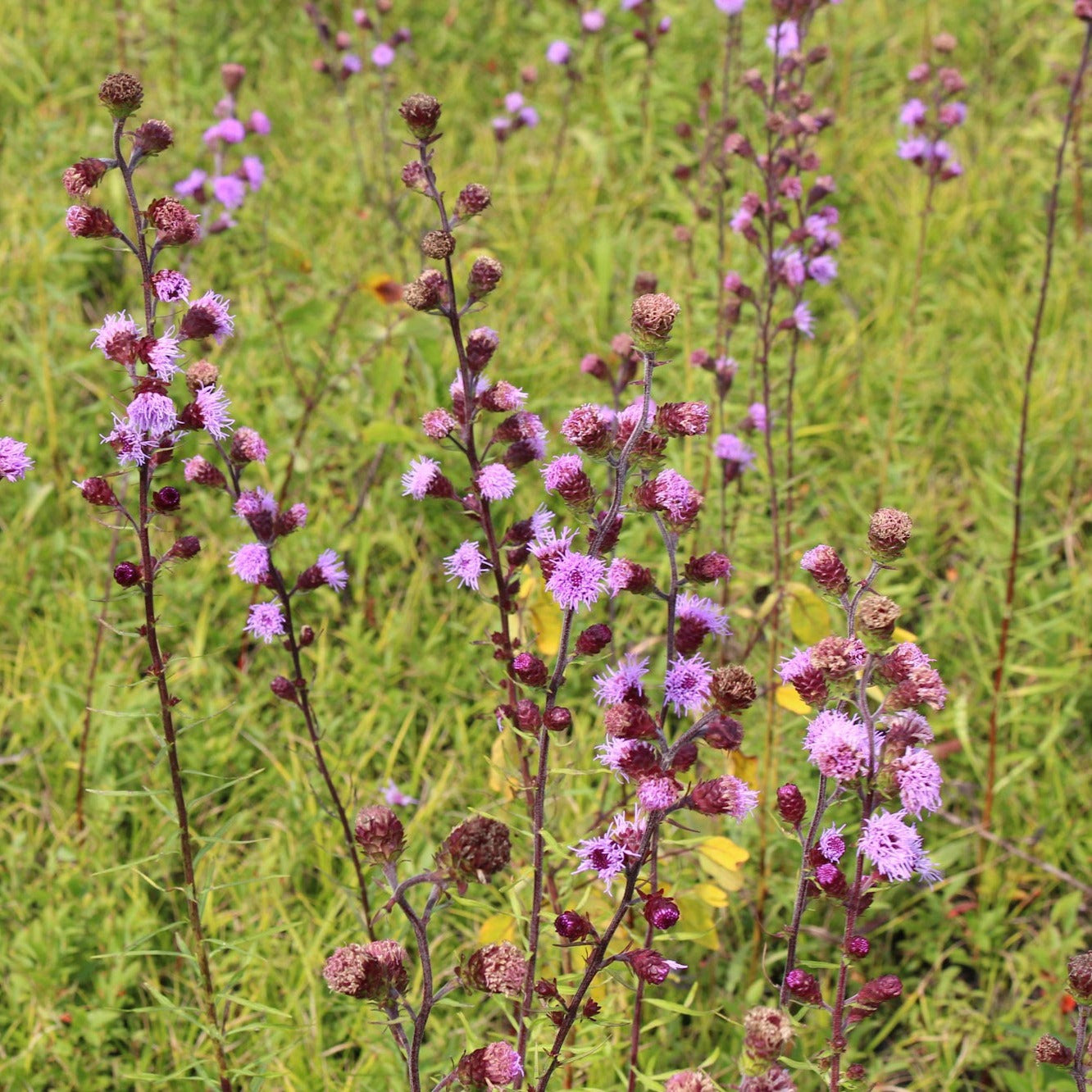 Northern blazing star (Liatris novae-angliae) Plants