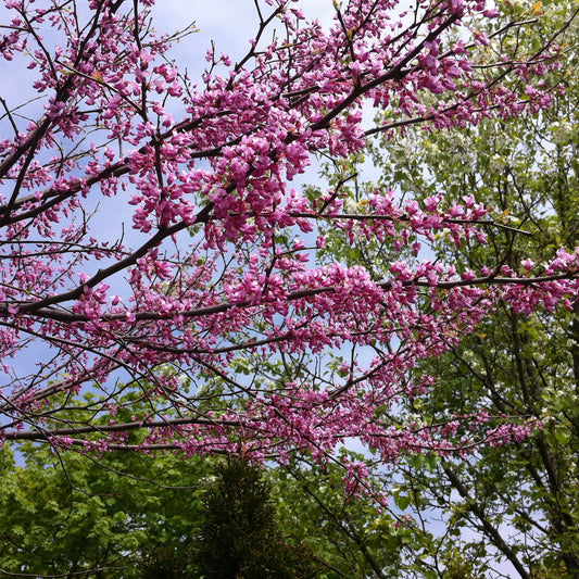 Eastern redbud (Cercis canadensis) Plants