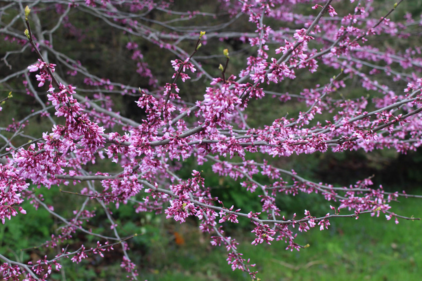 Eastern redbud (Cercis canadensis) Plants