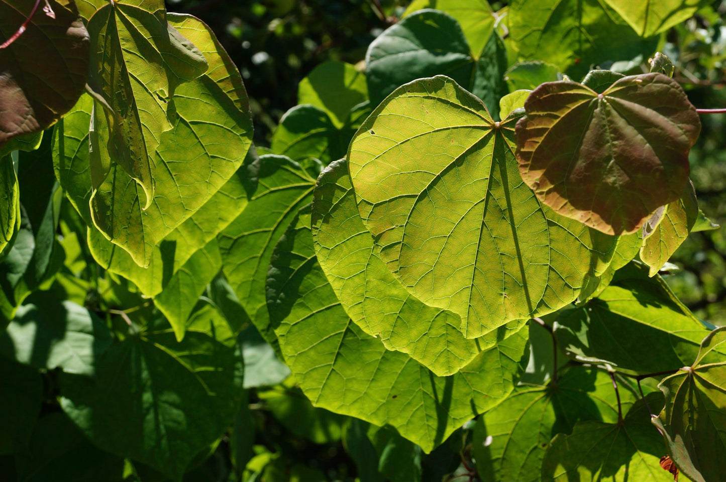 Eastern redbud (Cercis canadensis) Plants