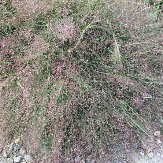 Purple lovegrass (Eragrostis spectabilis) Plants