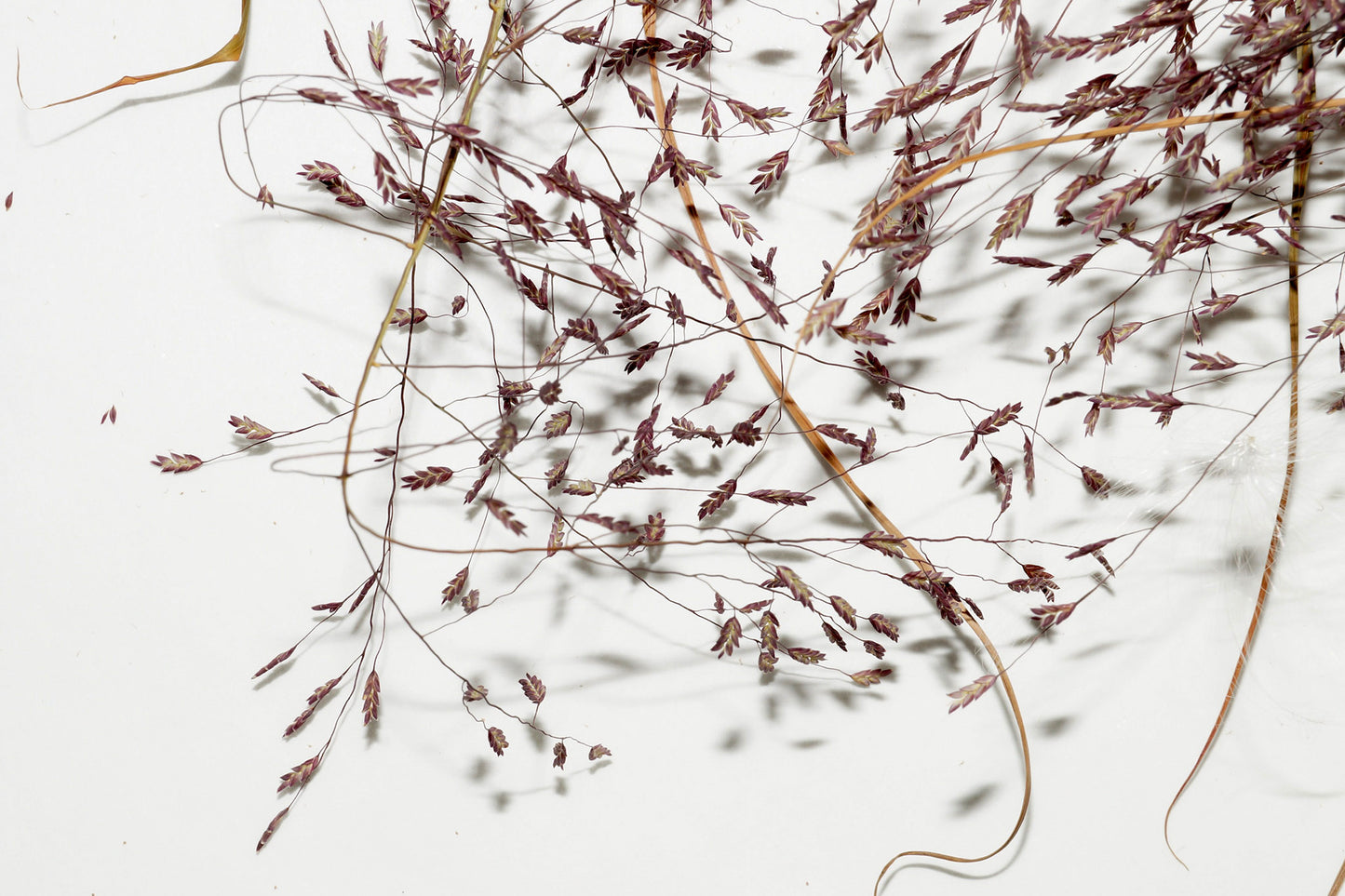 Purple lovegrass (Eragrostis spectabilis) Plants