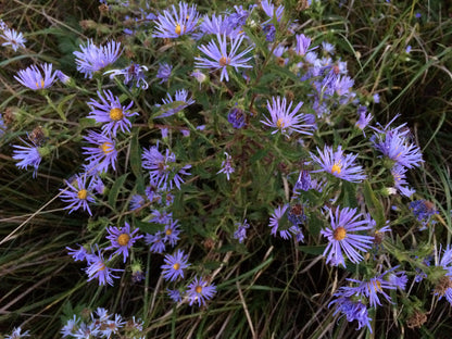 Asters — New York Aster (Symphyotrichum novi-belgii) Plants