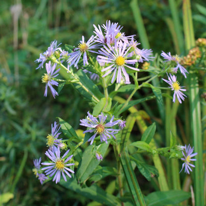 Asters — New York Aster (Symphyotrichum novi-belgii) Plants