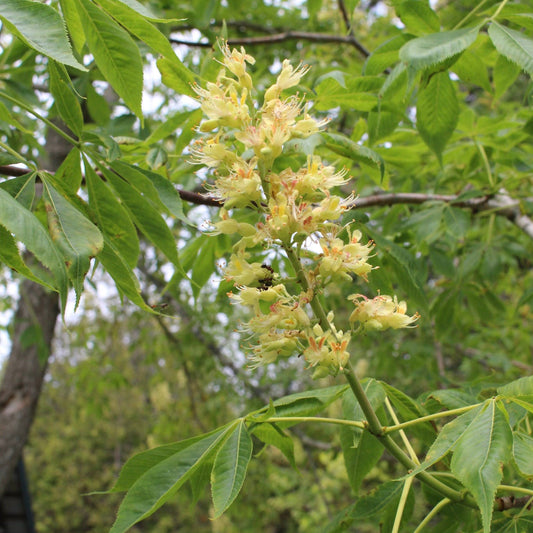 Ohio buckeye (Aesculus glabra) Plants