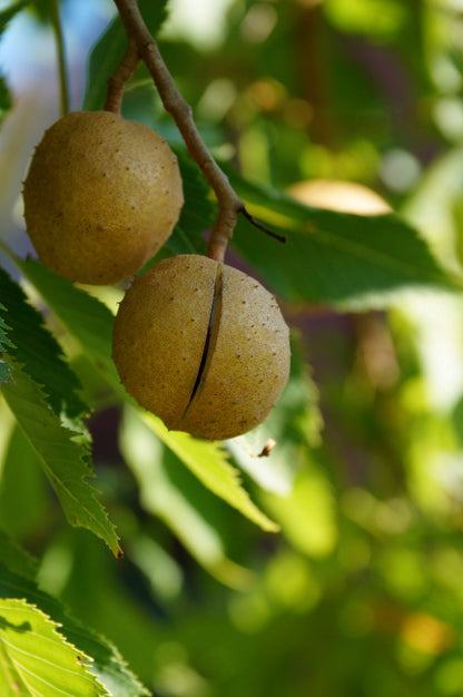 Ohio buckeye (Aesculus glabra) Plants
