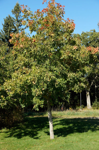 Ohio buckeye (Aesculus glabra) Plants