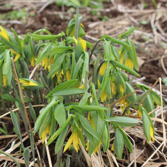 Large flowered bellwort (Uvularia grandiflora) Plants