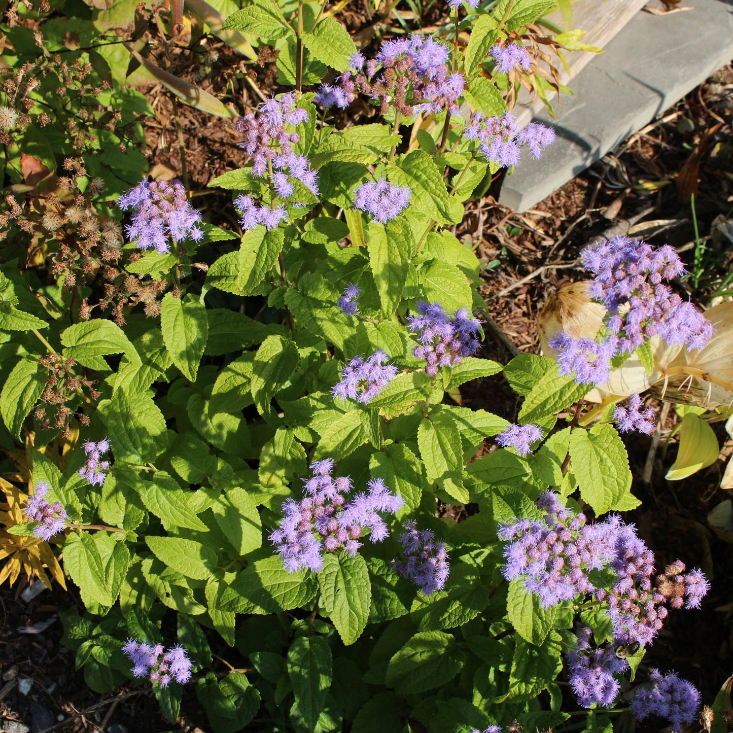 Blue mistflower (Conoclinium coelestinum) Plants