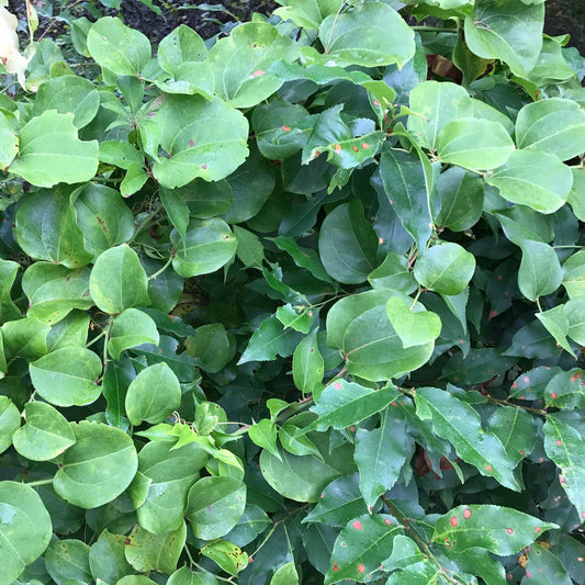 Greenbrier (smilax rotindiflora) Plants