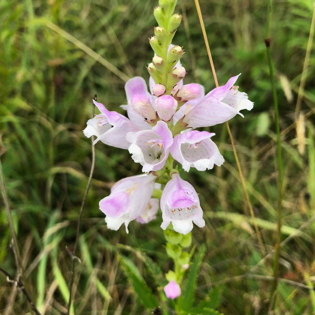 Obedient plant (Physostegia virginiana) Seeds