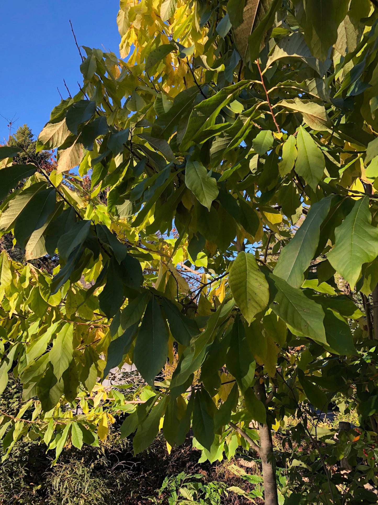 Pawpaw (Asimina triloba) Plants