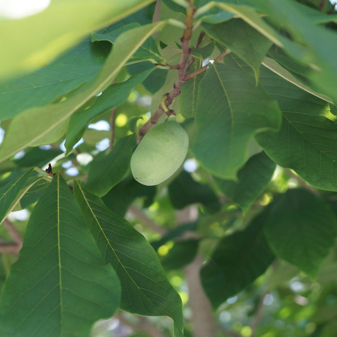 Pawpaw (Asimina triloba) Plants