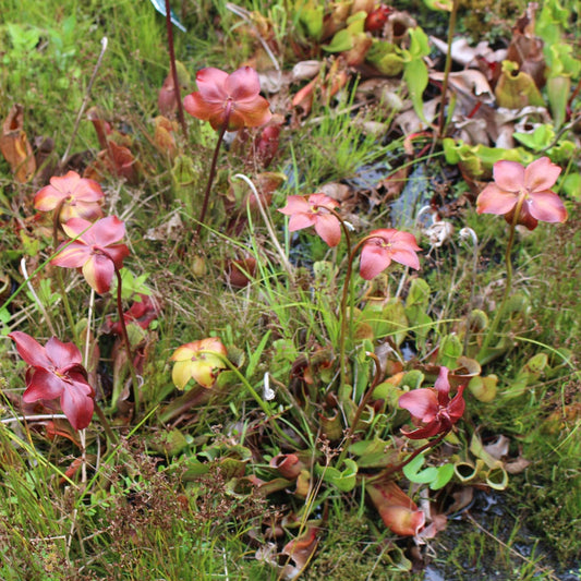 Purple pitcher plant (Sarracenia purpurea) Plants