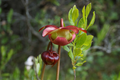Purple pitcher plant (Sarracenia purpurea) Plants