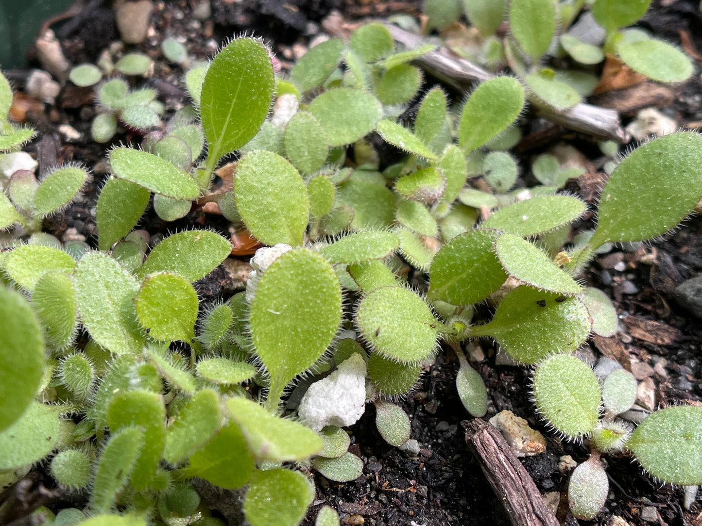 Coneflowers — Black-eyed coneflower (Rudbeckia hirta) Seeds