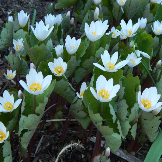 Blood-root (Sanguinaria canadensis) Seeds