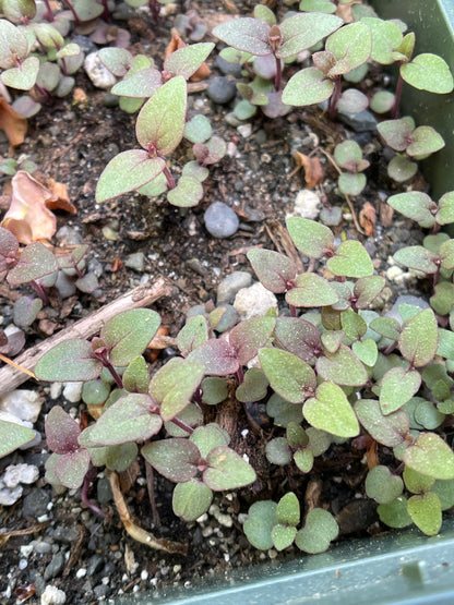 Bee-balms — Bradbury's bee-balm (Monarda bradburiana) Seeds