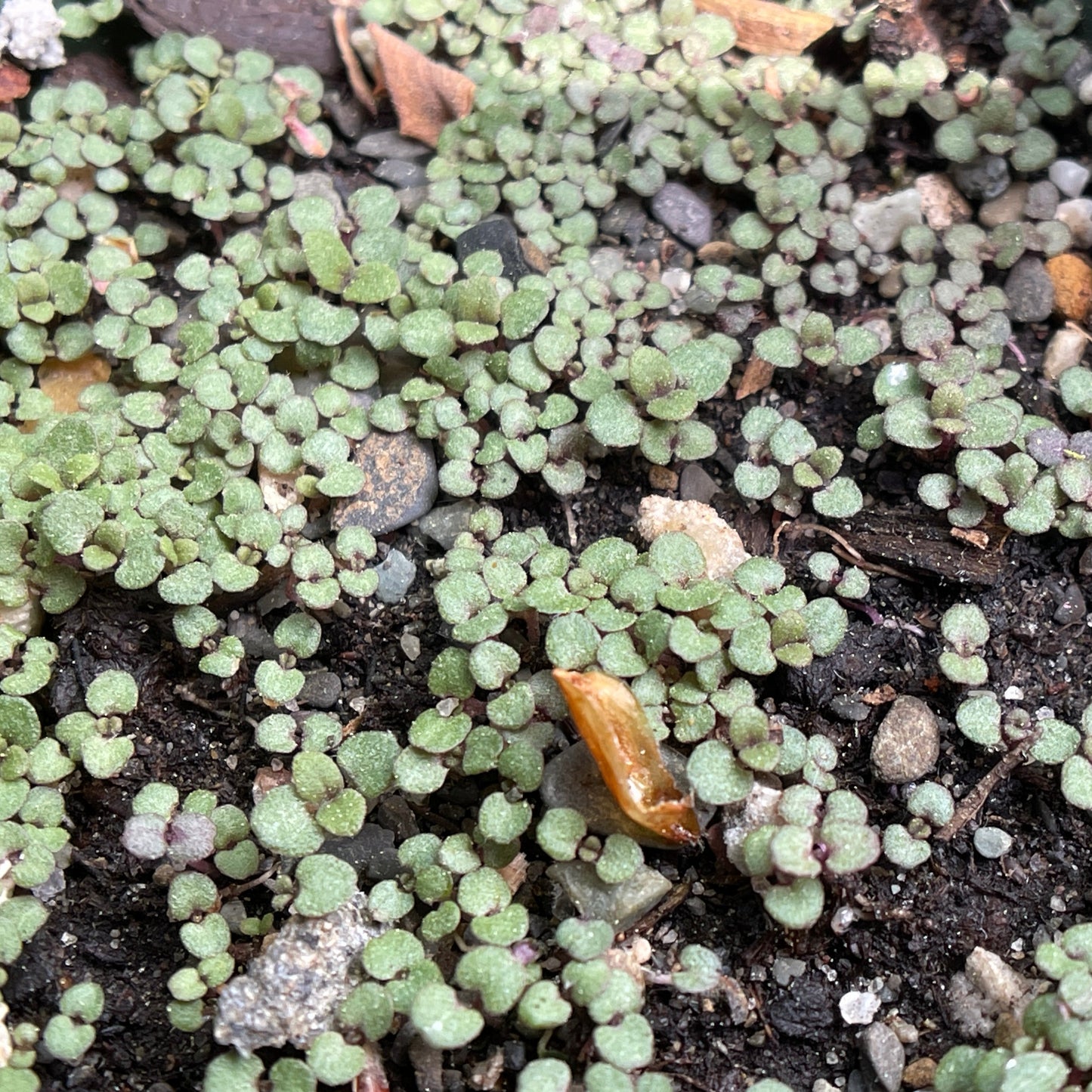 Mountain-mints – Broad-leaved mountain-mint (Pycnanthemum muticum) Seeds