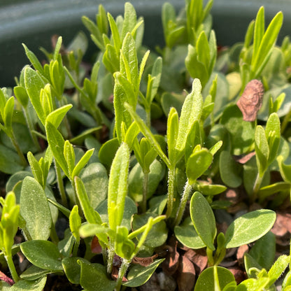 Milkweeds — Butterfly milkweed (Asclepias tuberosa) Seeds