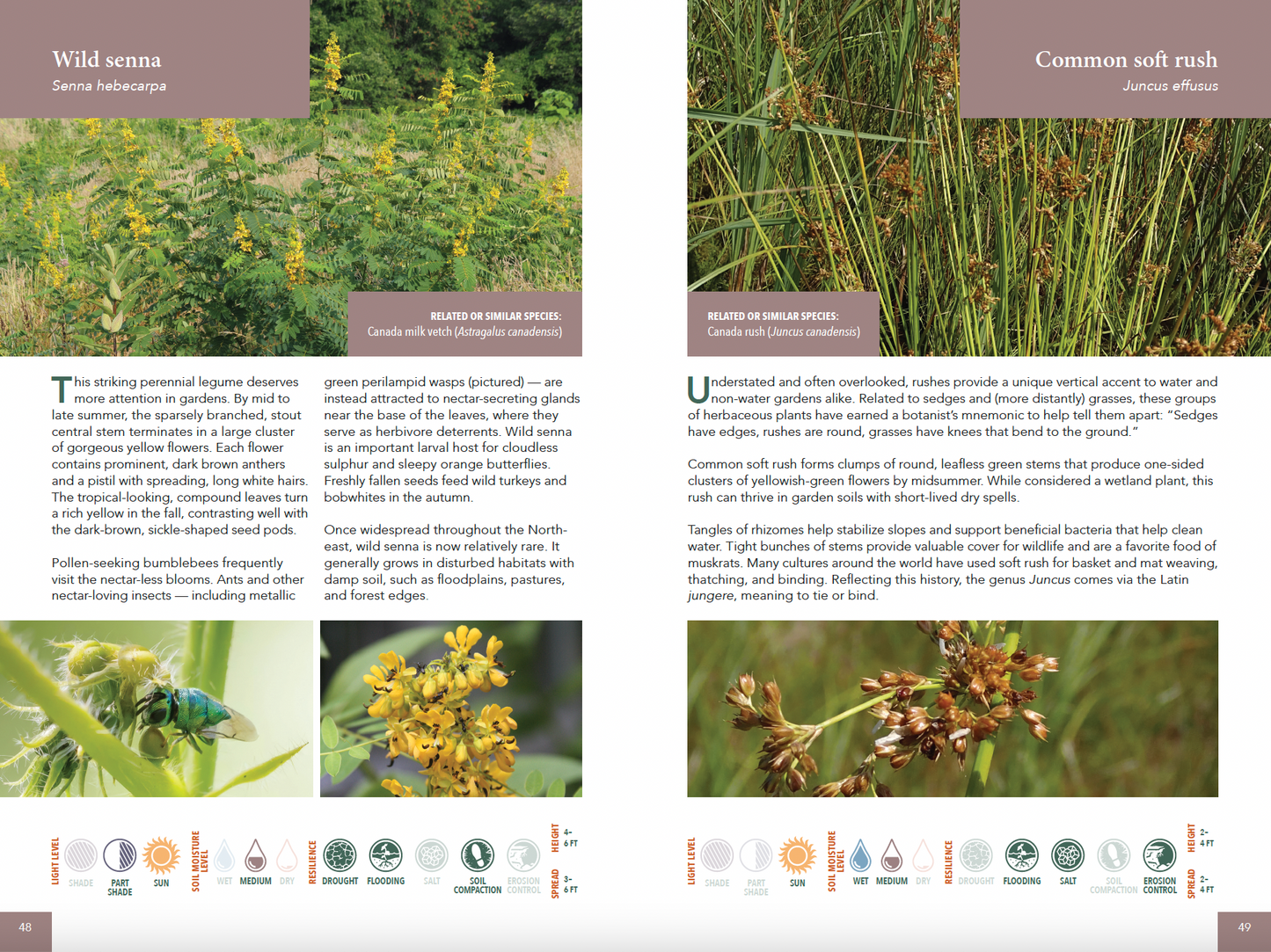 Planting for Climate Resilience in Northeast Landscapes: A Wild Seed Project Guide