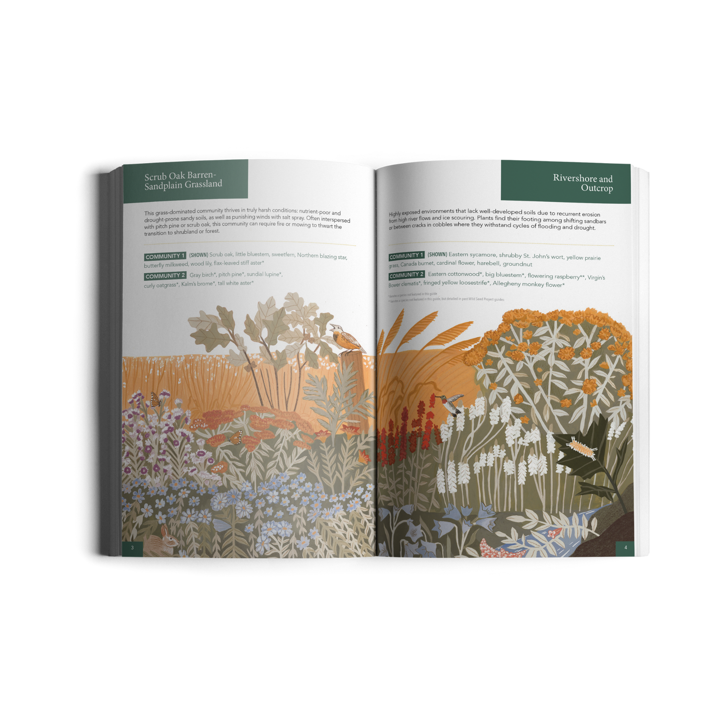 Planting for Climate Resilience in Northeast Landscapes: A Wild Seed Project Guide