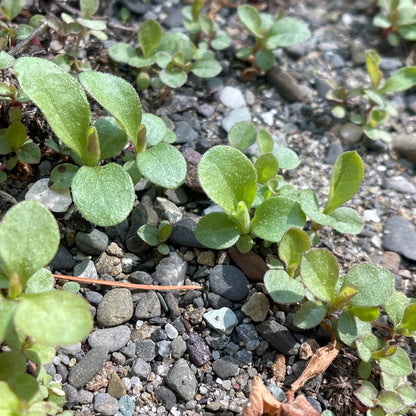 Goldenrods — Downy goldenrod (Solidago puberula) Seeds