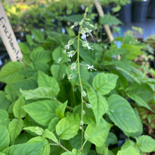 Enchanter's nightshade (Circaea lutetiana) Plants