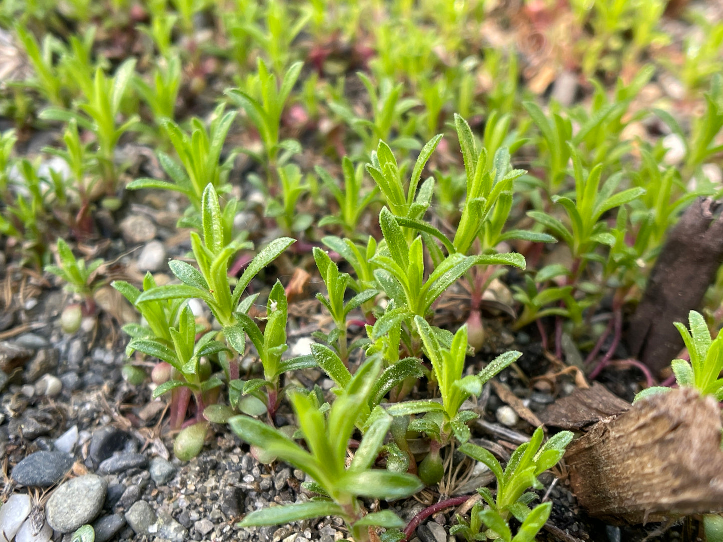 Asters — Flax-leaved stiff aster (Ionactis linariifolia) Seeds