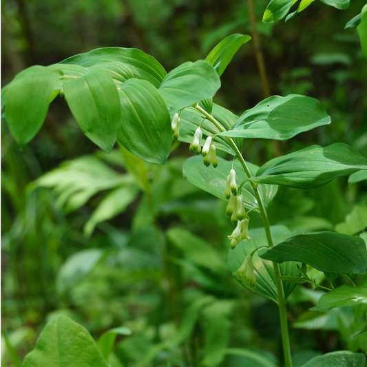 Great Solomon’s seal (Polygonatum biflorum) Plants