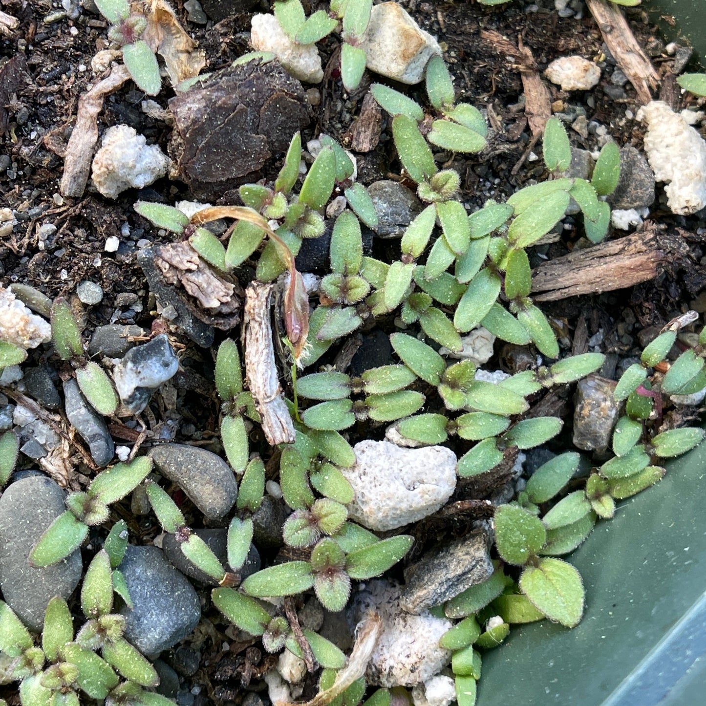 Vervains – Hoary vervain (Verbena stricta) Seeds