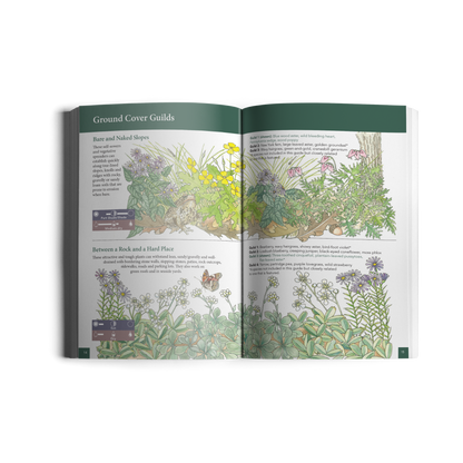 Native Ground Covers for Northeast Landscapes: A Wild Seed Project Guide