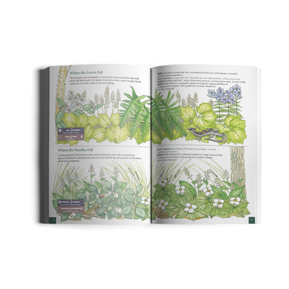 Native Ground Covers for Northeast Landscapes: A Wild Seed Project Guide