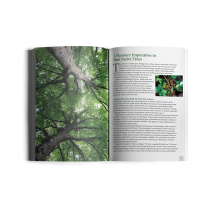 Native Trees for Northeast Landscapes: A Wild Seed Project Guide
