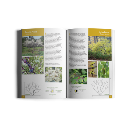 Native Trees for Northeast Landscapes: A Wild Seed Project Guide