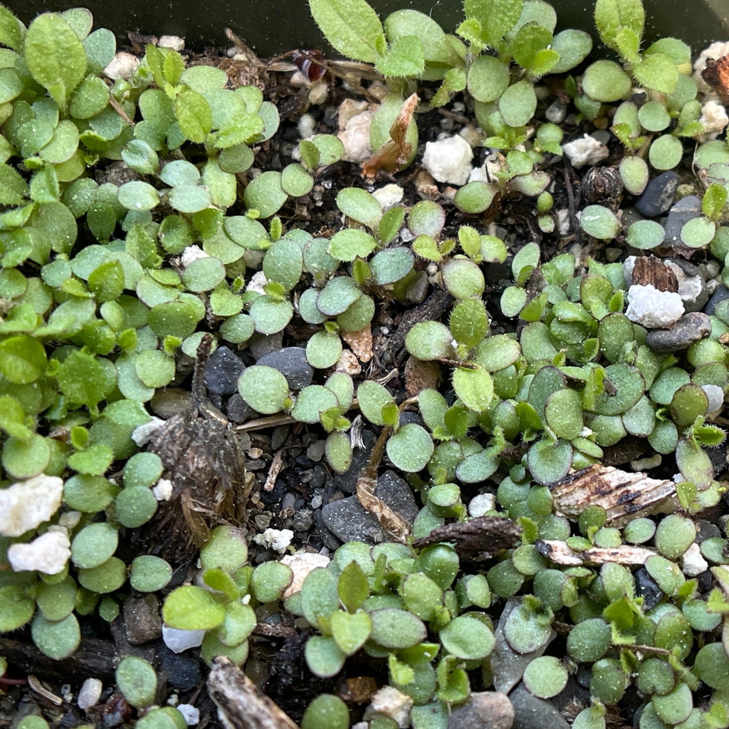 Asters — New England aster (Symphyotrichum novae-angliae) Seeds