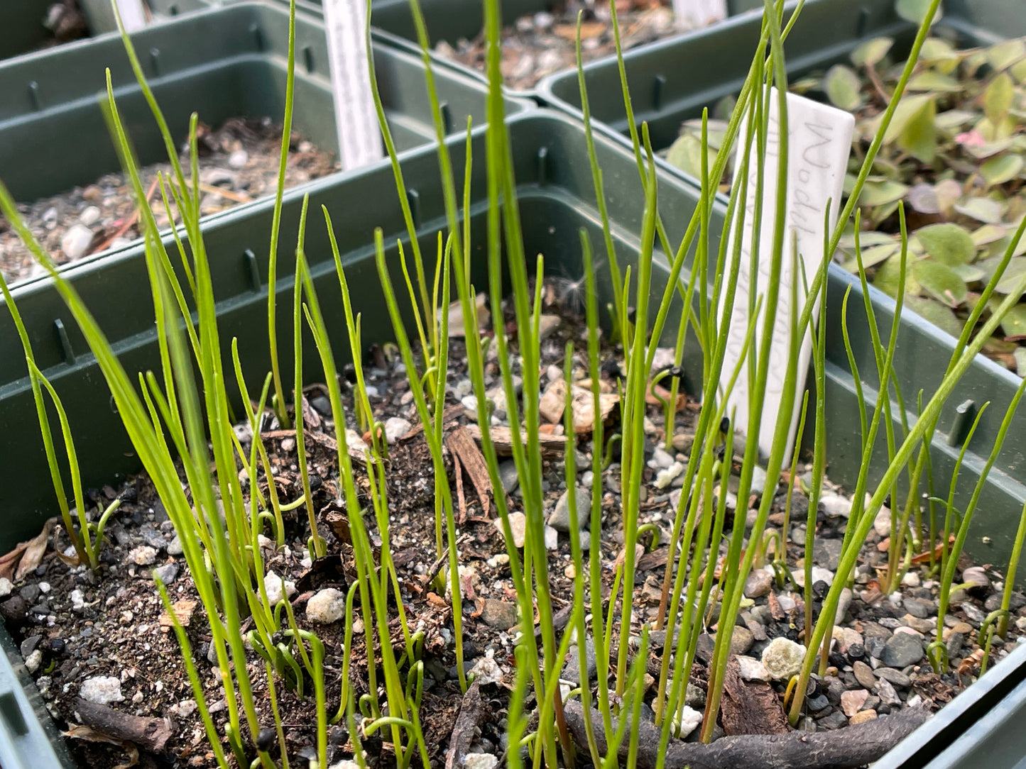 Nodding onion (Allium cernuum) Seeds