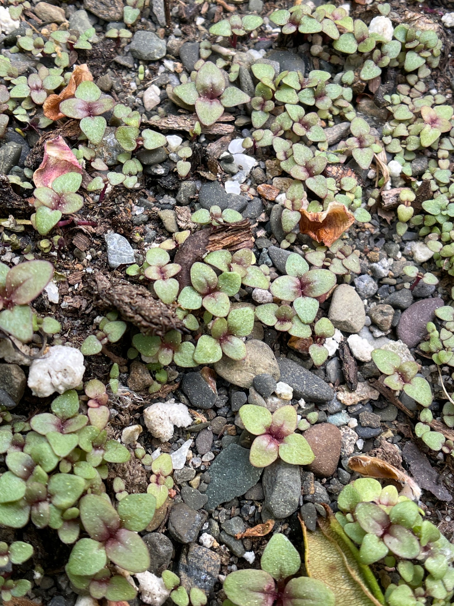 Beardtongues — Northeastern beardtongue (Penstemon hirsutus) Seeds