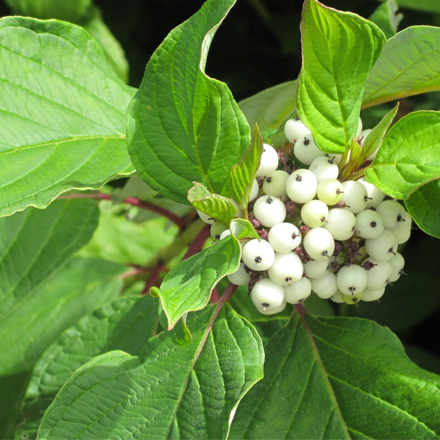 Red osier dogwood (Swida sericea) Plants