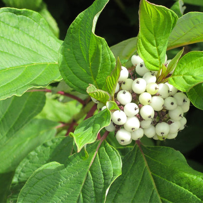 Red osier dogwood (Swida sericea) Plants