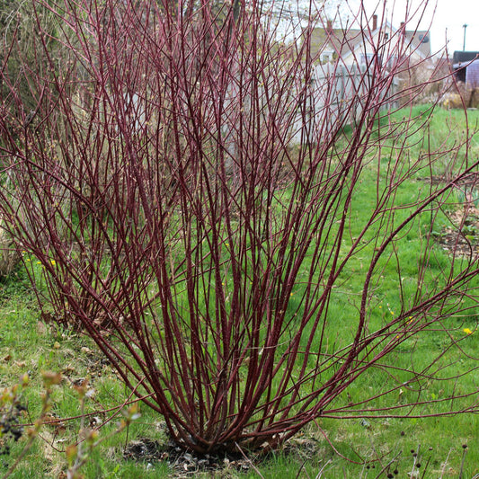 Red osier dogwood (Swida sericea) Plants