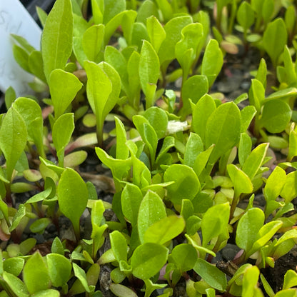 Goldenrods — Seaside goldenrod (Solidago sempervirens) Seeds